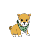 スカーフを巻いた柴犬の無料手書きイラスト