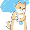 雨なので傘をさす柴犬のイラスト