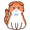 【猫】スコティッシュフォールド(レッド)のイラスト【無料】