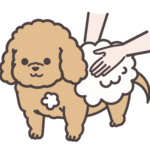 トリミング中のトイプードル