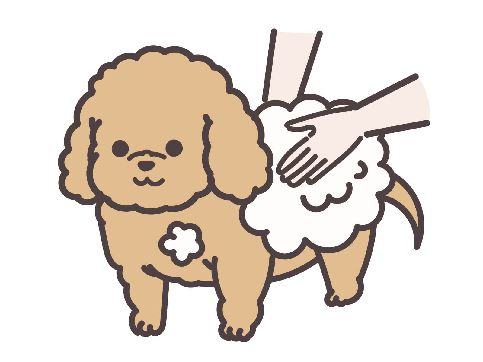 トリミング中のトイプードル