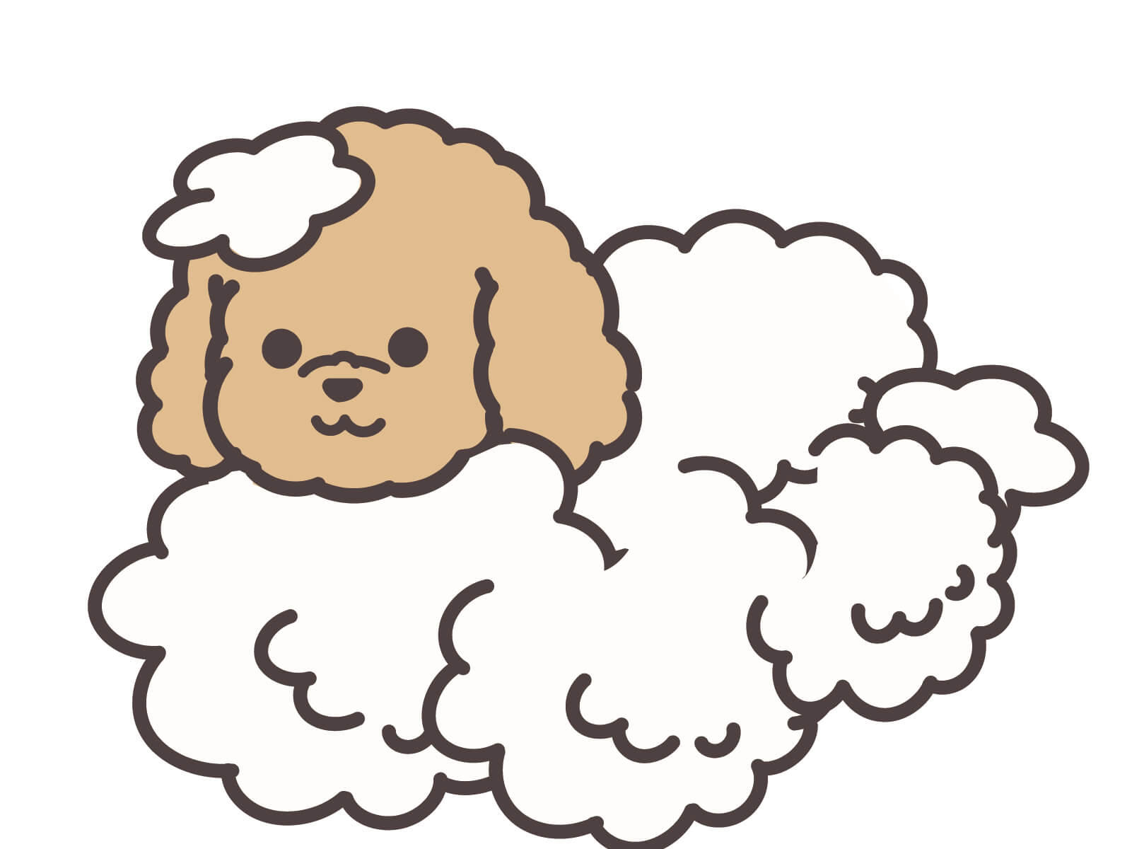 トリミング中のトイプードル❷